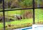 lakeview_disneypoolvilla_net_deer_1366